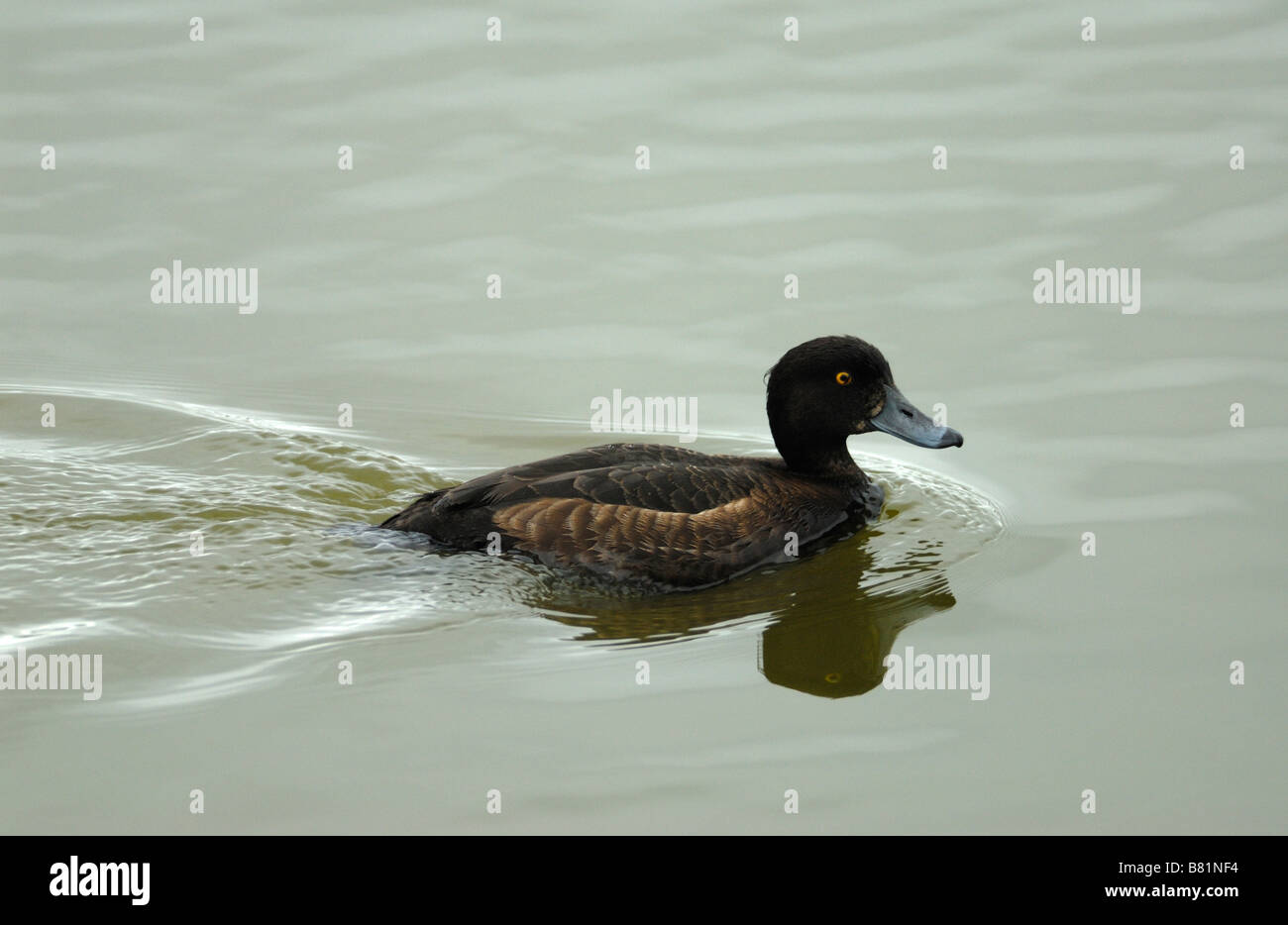 Eine weibliche Reiherenten (Aythya Fuligula) Stockfoto