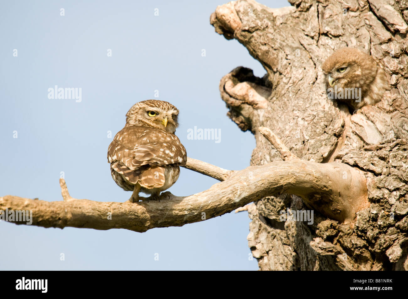Kleine Eule auf Ast mit Youngster Durchgangsbohrung Nest im Baum suchen Stockfoto
