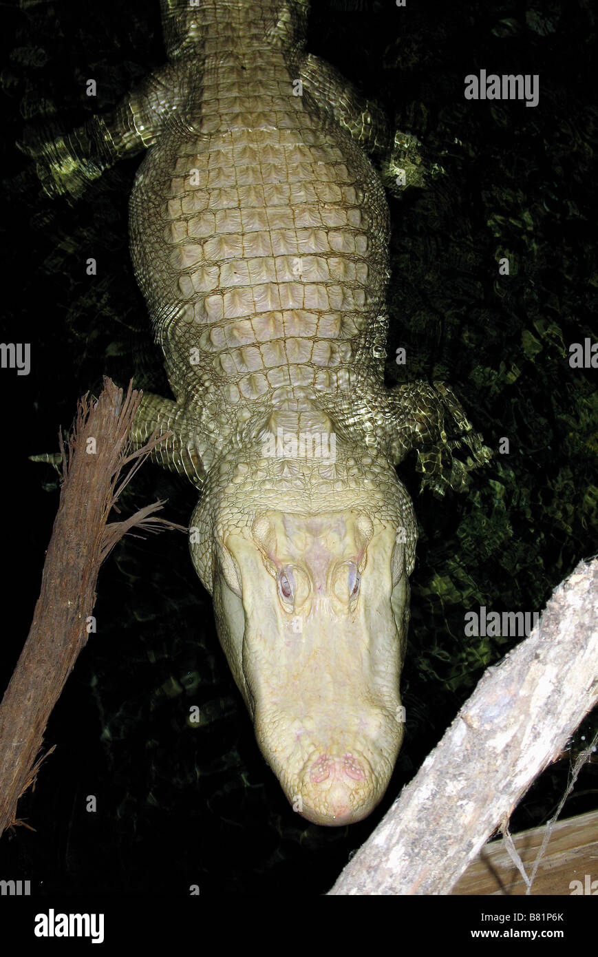 ALBINO ALLIGATOR NORTH MYRTLE BEACH SOUTH CAROLINA USA 03.10.2007 Stockfoto