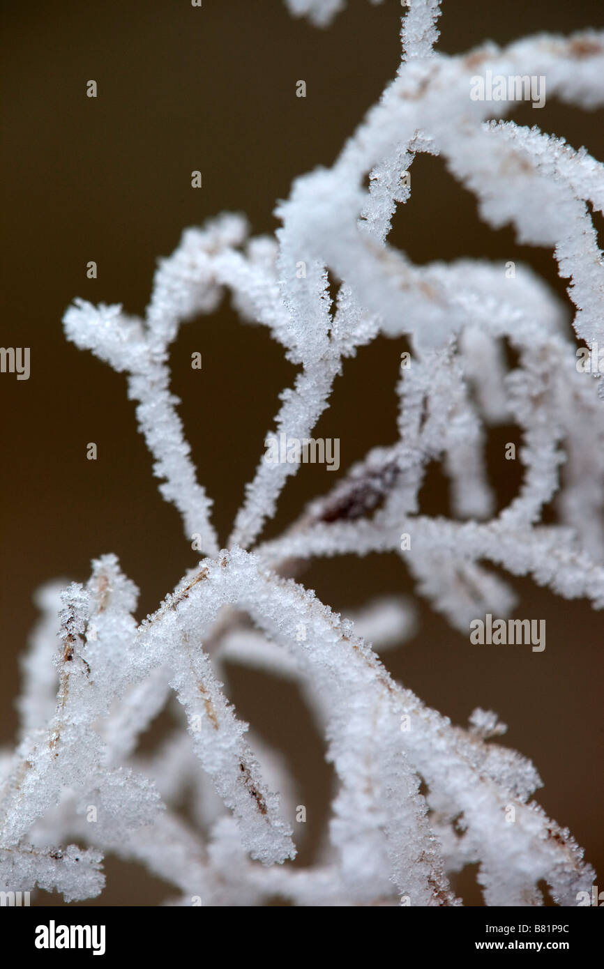 Frost-Kristalle auf eine Pflanze cotswolds Stockfoto