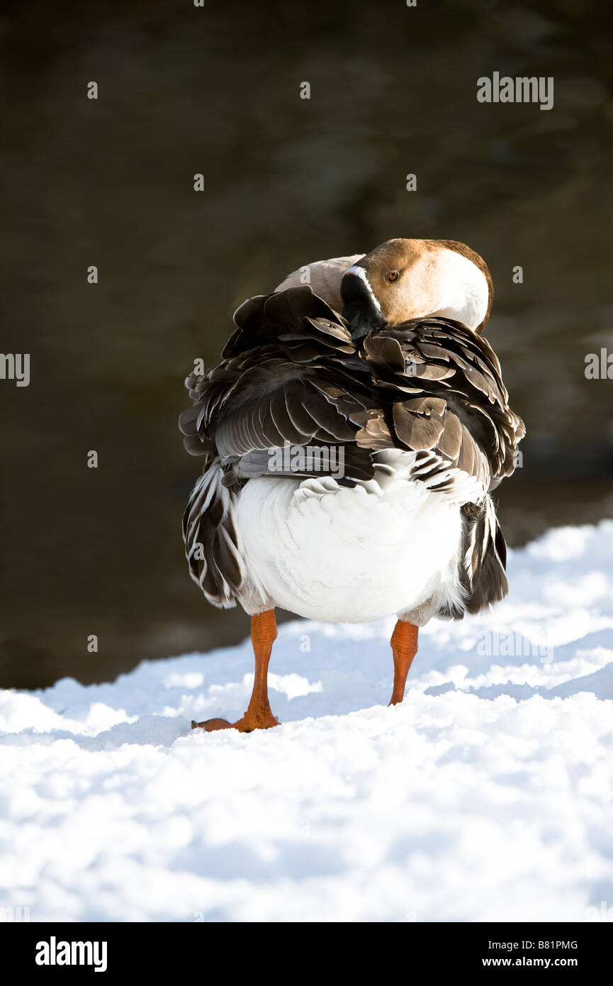 Chinesische inländische Gans (Anser Cygnoides) Erwachsenen putzen Golden Acre Park Leeds Nature Reserve West Yorkshire England UK Europe Stockfoto