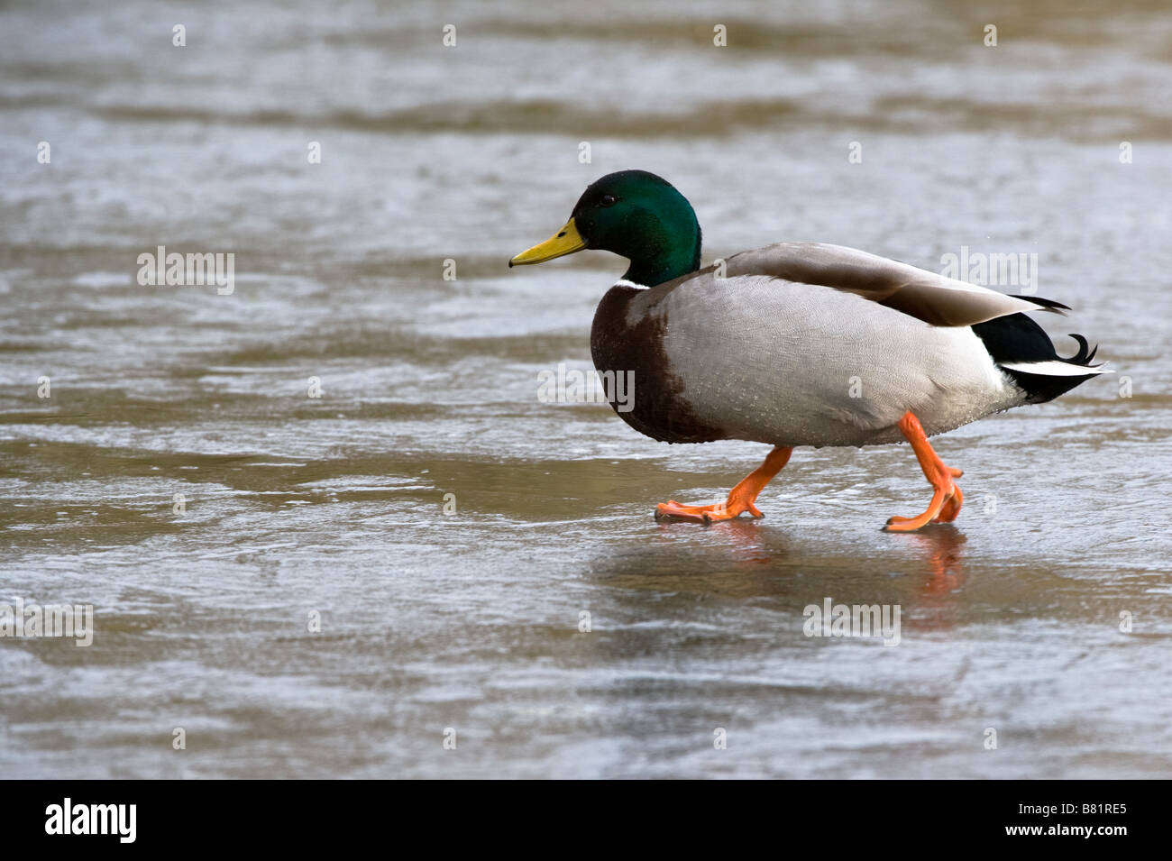 Stockente (Anas Platyrhynchos) Männchen am zugefrorenen See Golden Acre Park Leeds West Yorkshire England UK Europa Februar Stockfoto