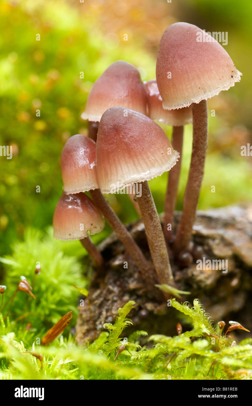 Feen Motorhauben Coprinus sp oder Disseminatus Pays Basque France Stockfoto