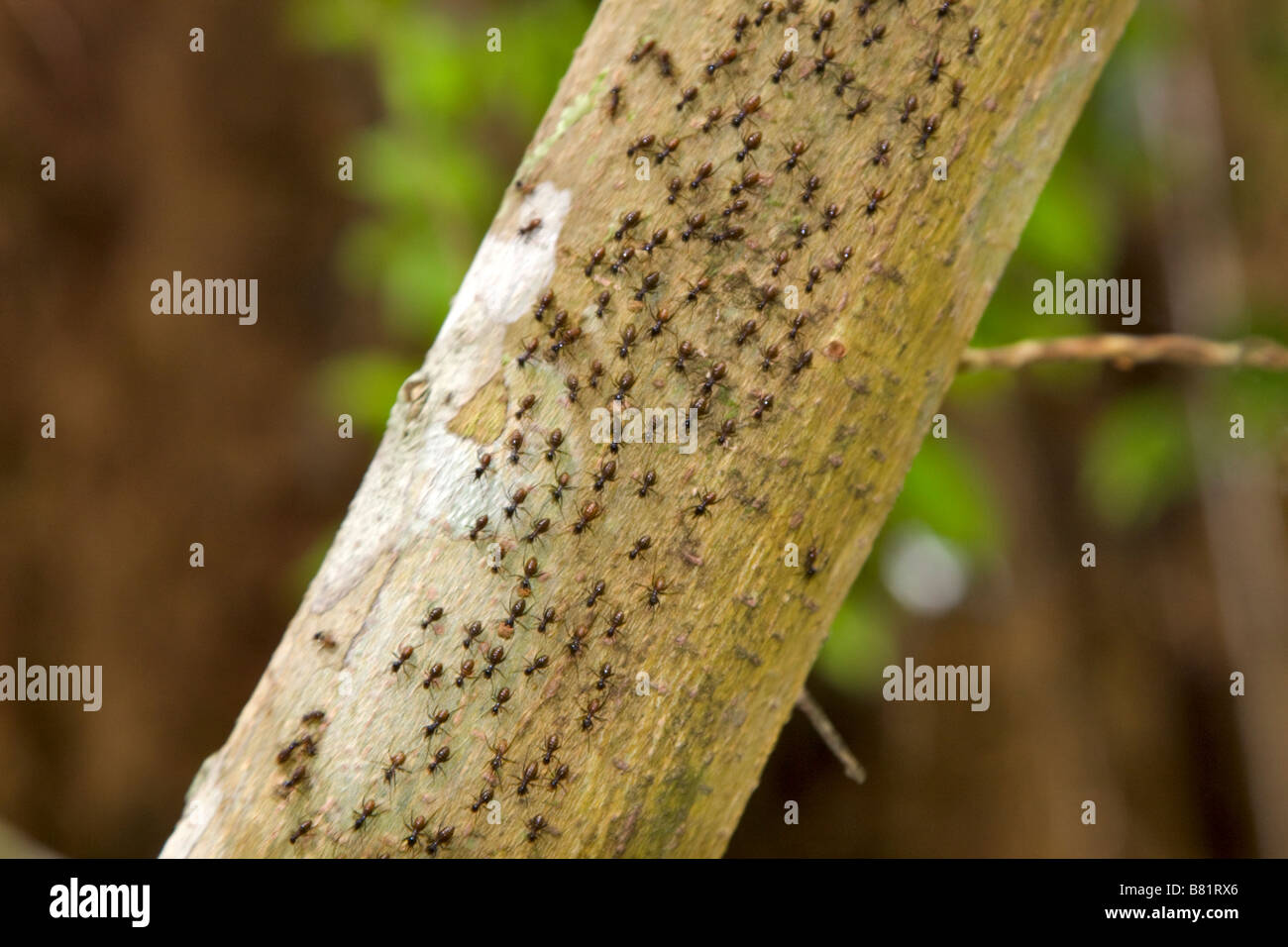 Ant-Trail auf einem Baumstamm im Dschungel Stockfoto