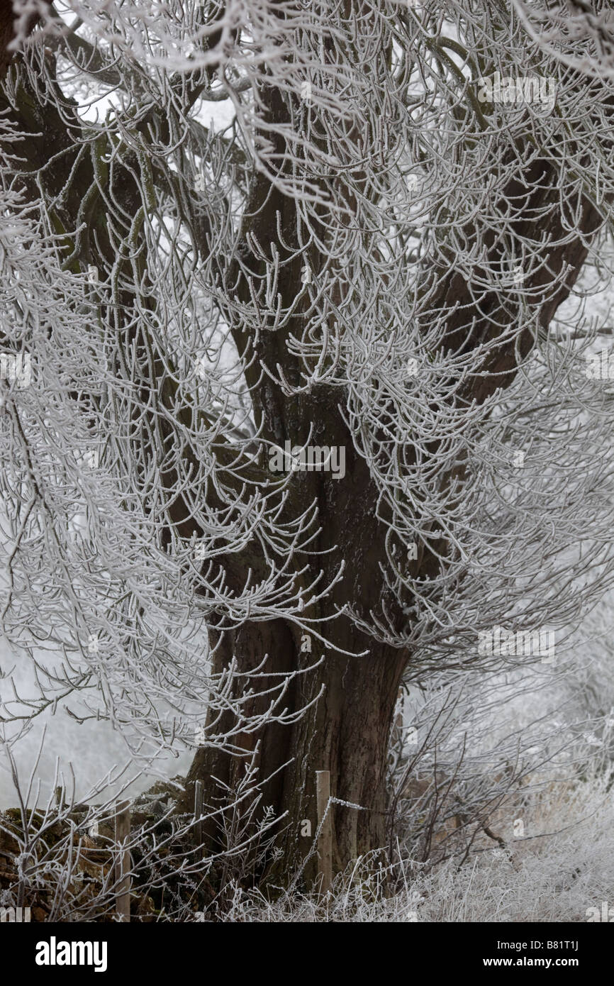 Frost auf Buche Winter cotswolds Stockfoto