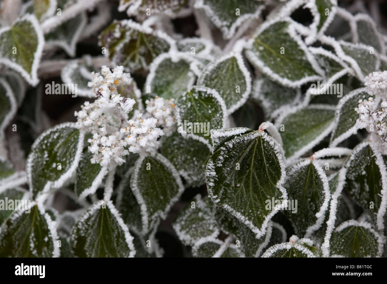 elefantenfuß helle blätter Beaucarnea Recurvata Elefantenfuß 120 cm – Zimmerpflanze main image 1