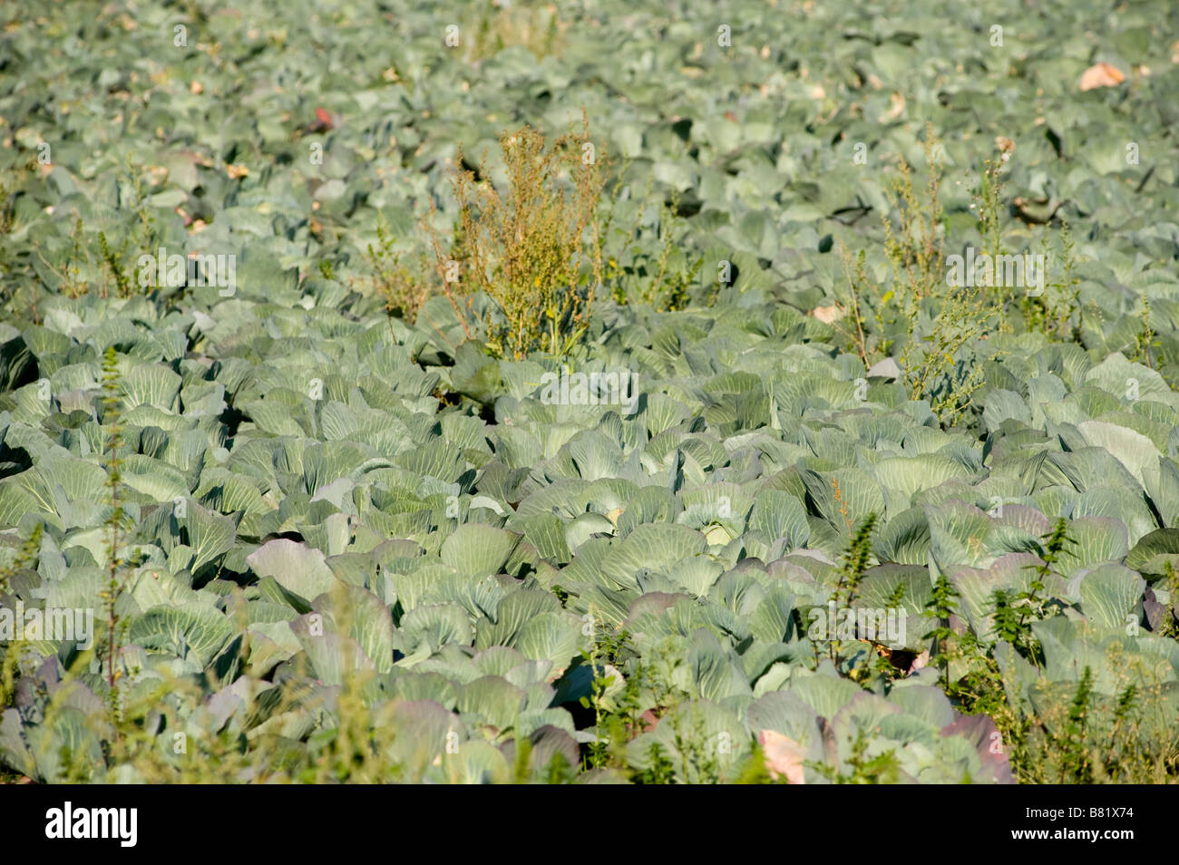 Kohl wächst auf einem Bauernhof im Vereinigten Königreich Stockfoto