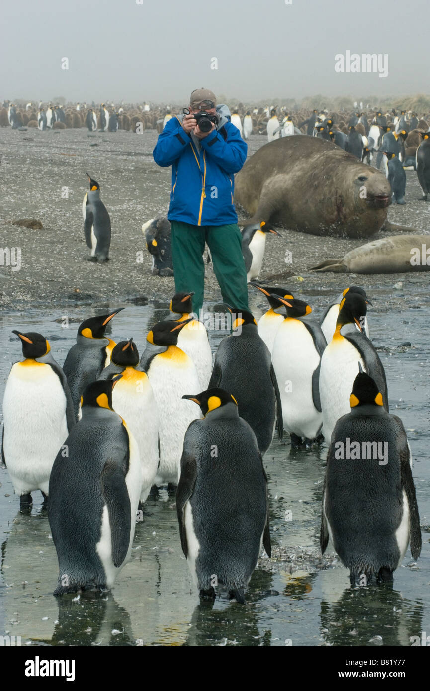 Steve Shuey fotografieren Königspinguine, South Georgia Island, Antarktis Stockfoto