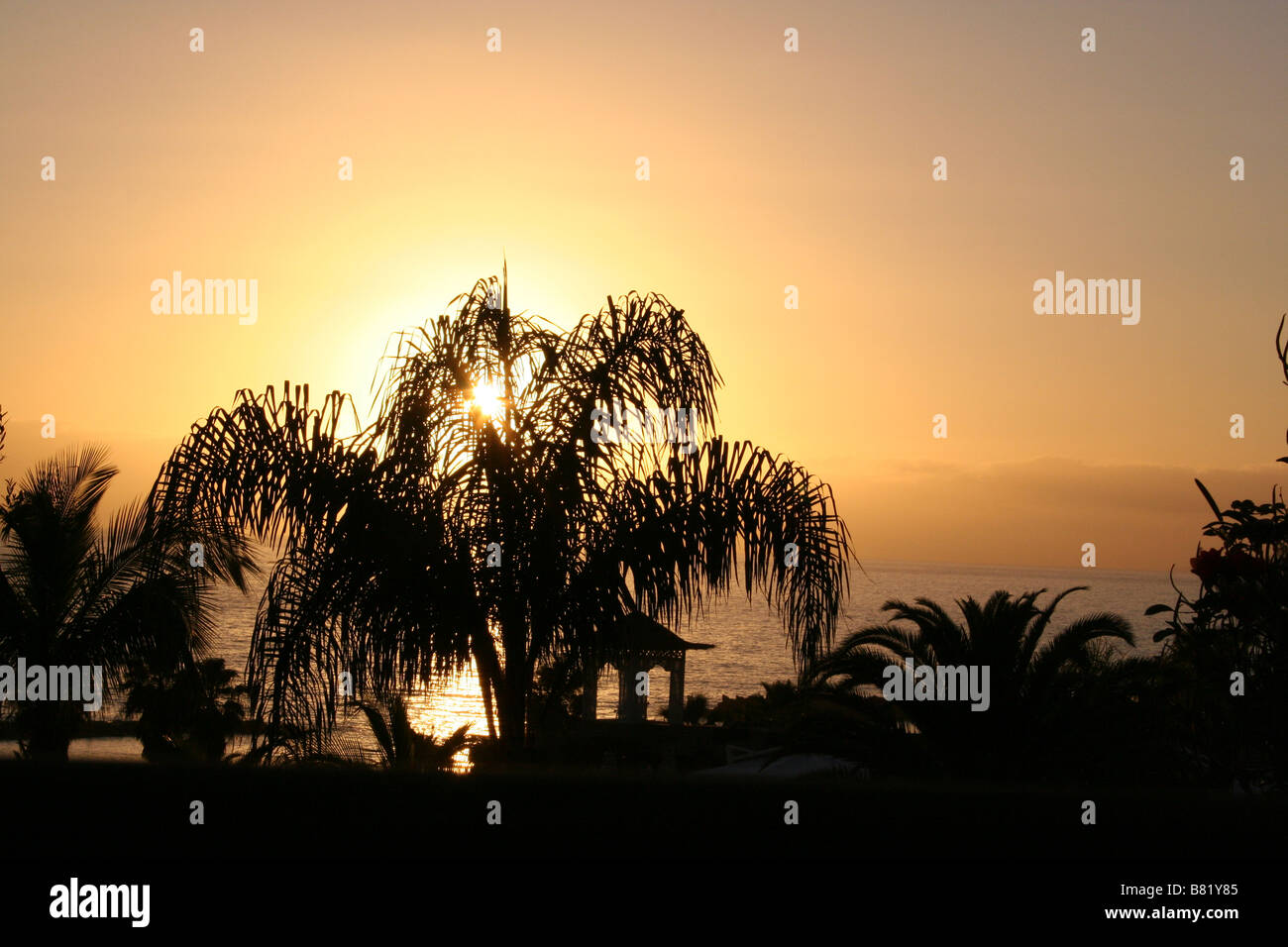 Blick auf den Sonnenuntergang auf den Atlantik und die Palmen von Costa Adeje in Teneriffa, Spanien Stockfoto