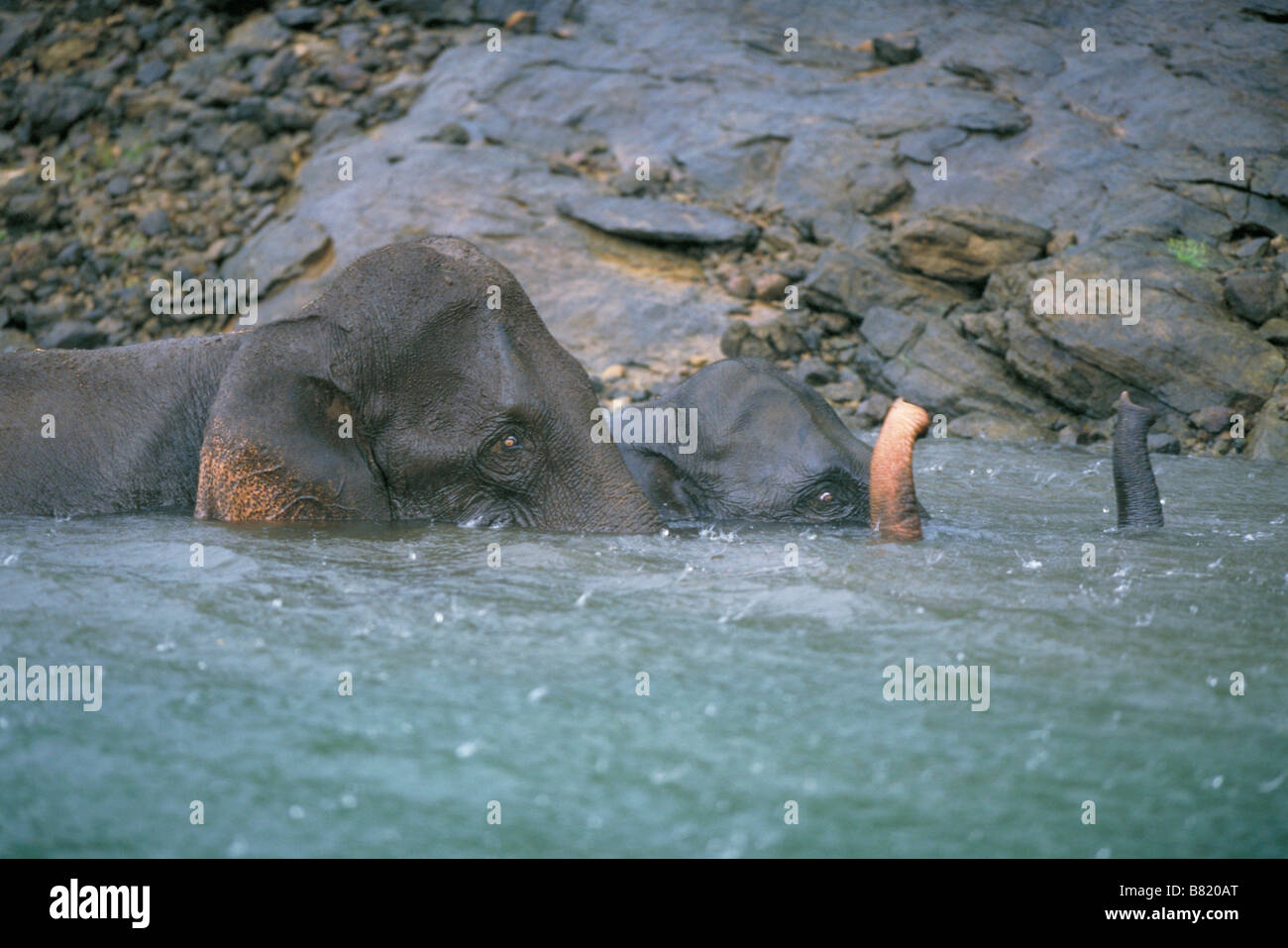 Asiatischen oder indischen Elefanten (Elephas Maximus), Baden im Pool während der Monsun-Regen, Periyar Nationalpark, Indien Stockfoto