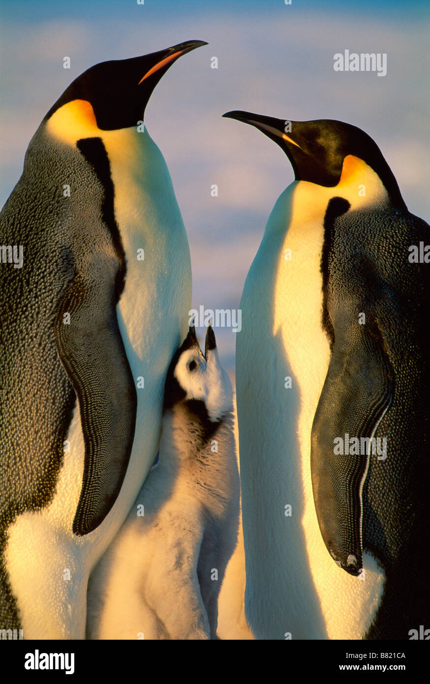Kaiserpinguine (Apenodytes Forsteri) Erwachsene mit hungrigen Küken, Kolonie Weddellmeer, Antarktis Stockfoto