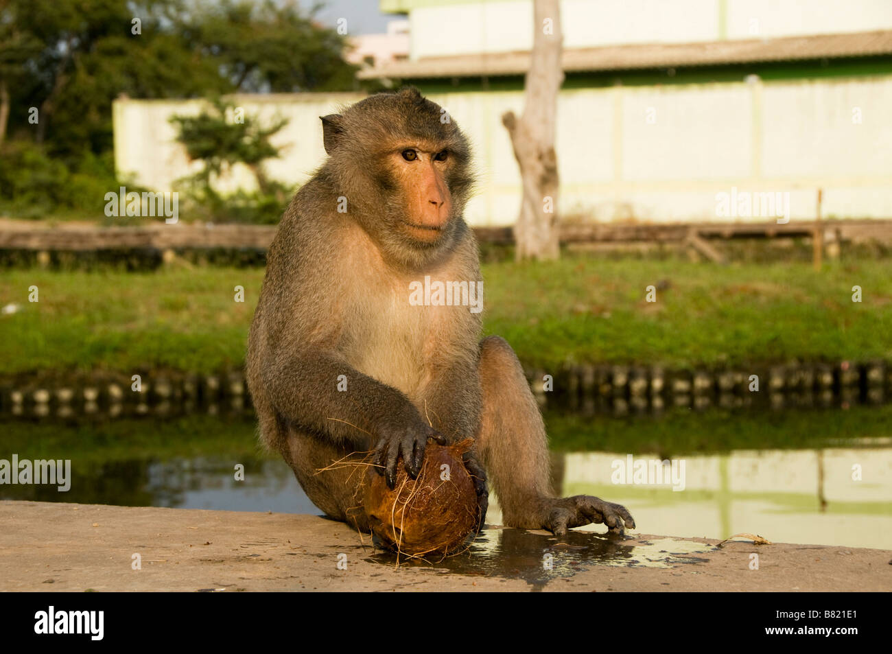 Affe versucht, öffnen Sie eine Kokosnuss in Bangkok Thailand Stockfoto