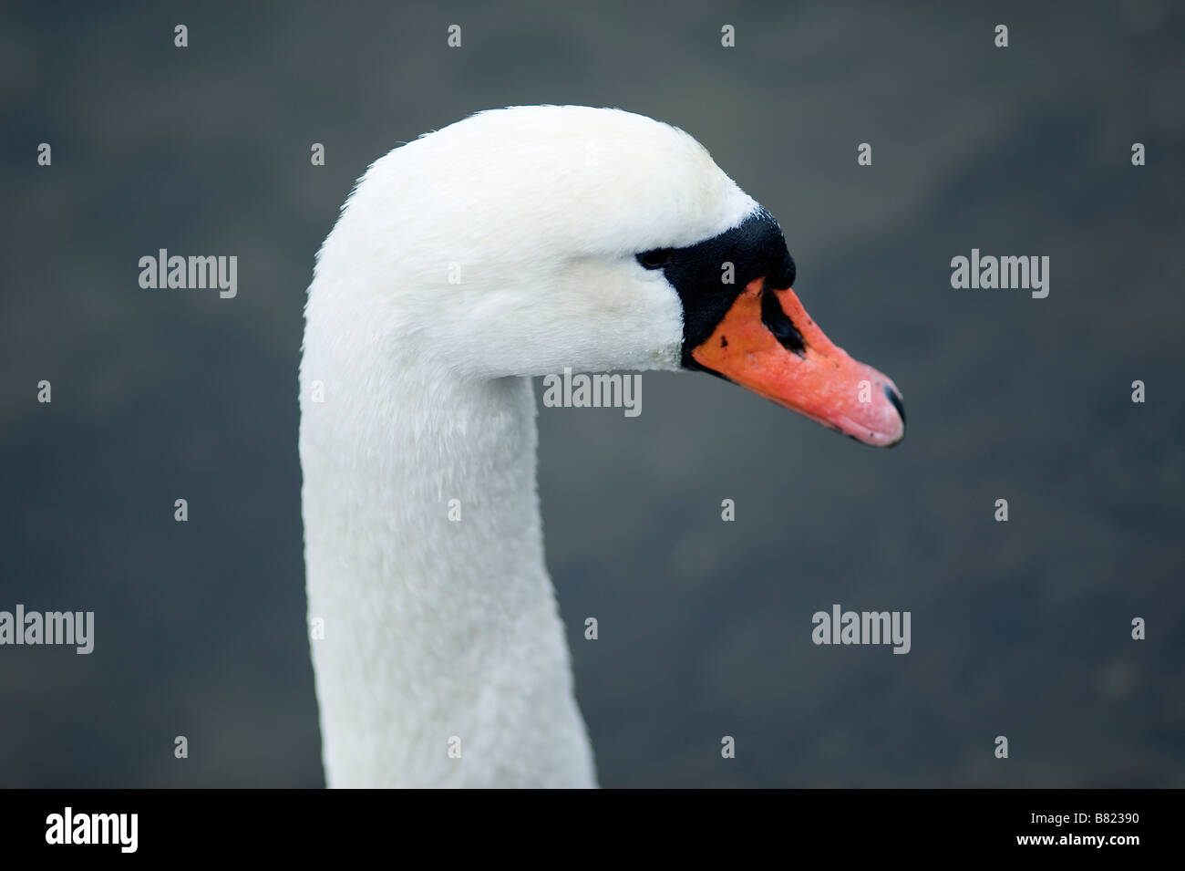 weißer Schwan (Anatidae), Schweden Stockfoto