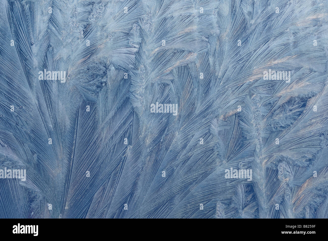 Frost auf Auto Stockfoto