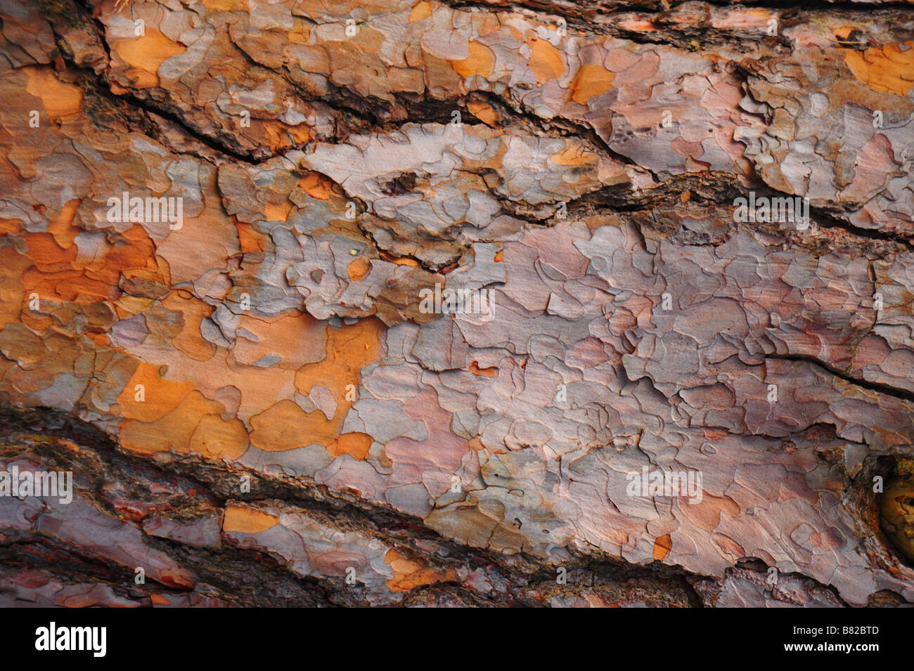 Kiefer Rinde Textur Stockfoto