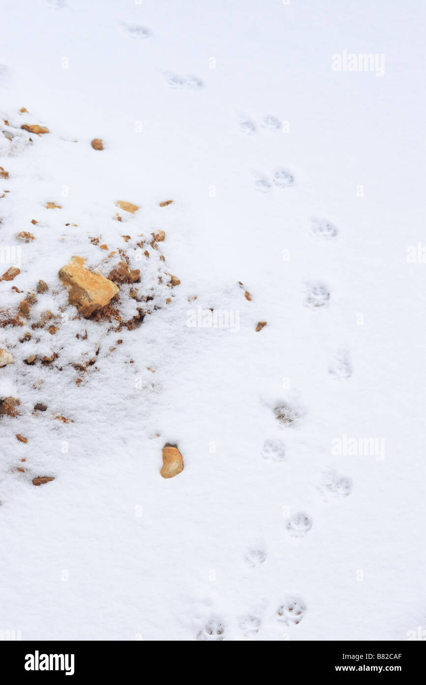 Fuchs (Vulpes Vulpes) Spuren im frischen Schnee Stockfoto