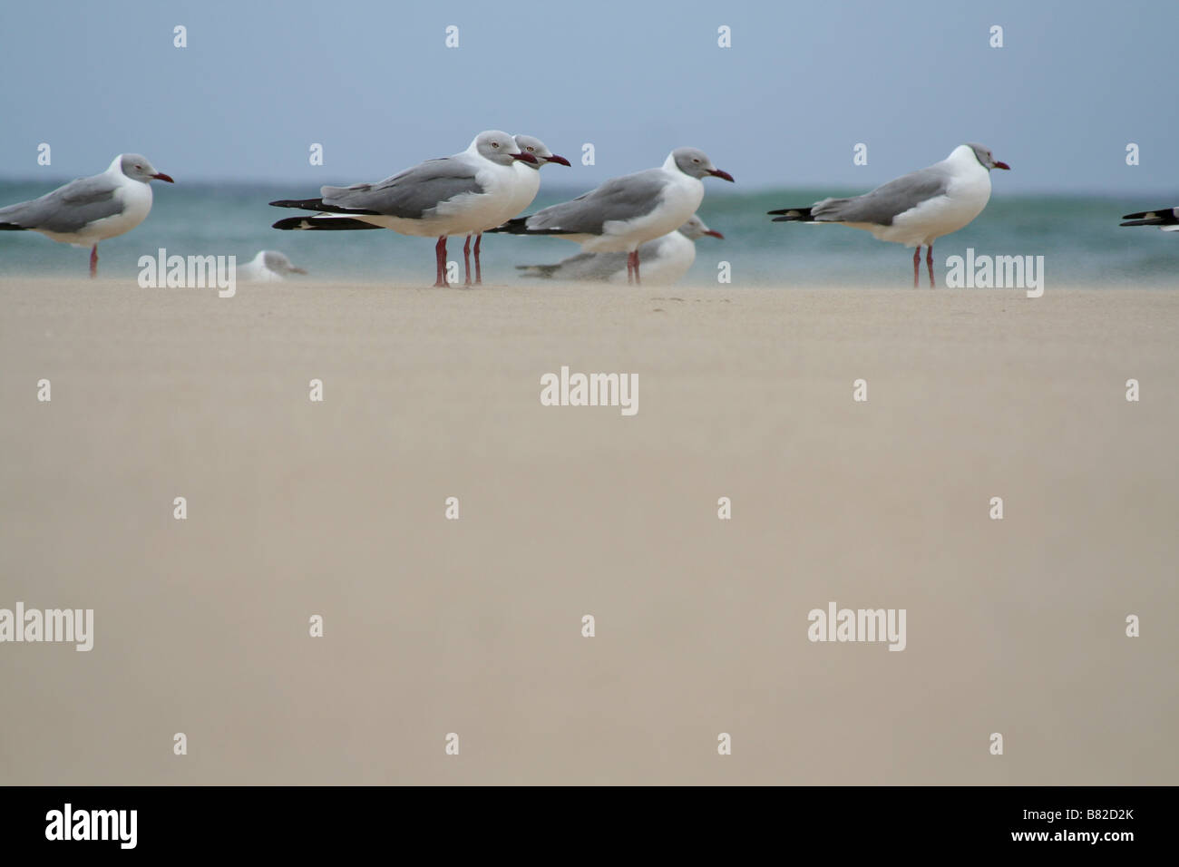 Möwen am Strand von St. Lucia, Kwazulu Natal, Südafrika Stockfoto