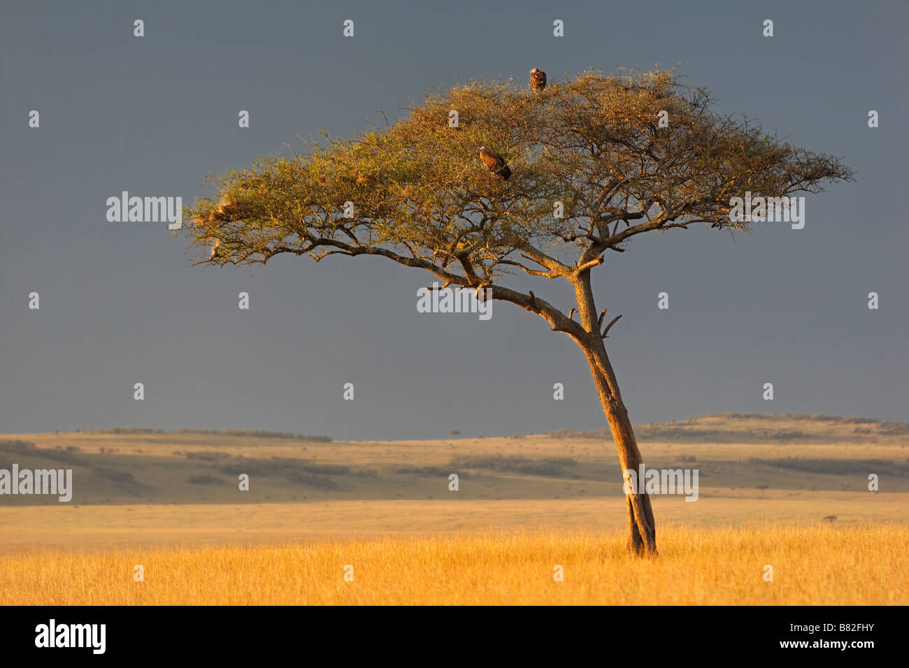 Akazie steht entlang auf die goldene Gräser der Serengeti in Masai Mara National Reserve, Kenia. Stockfoto