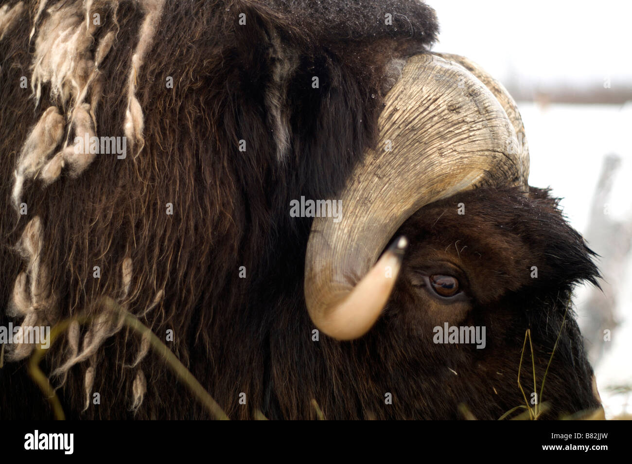 Moschusochsen, enge Kopf und Augen Stockfoto