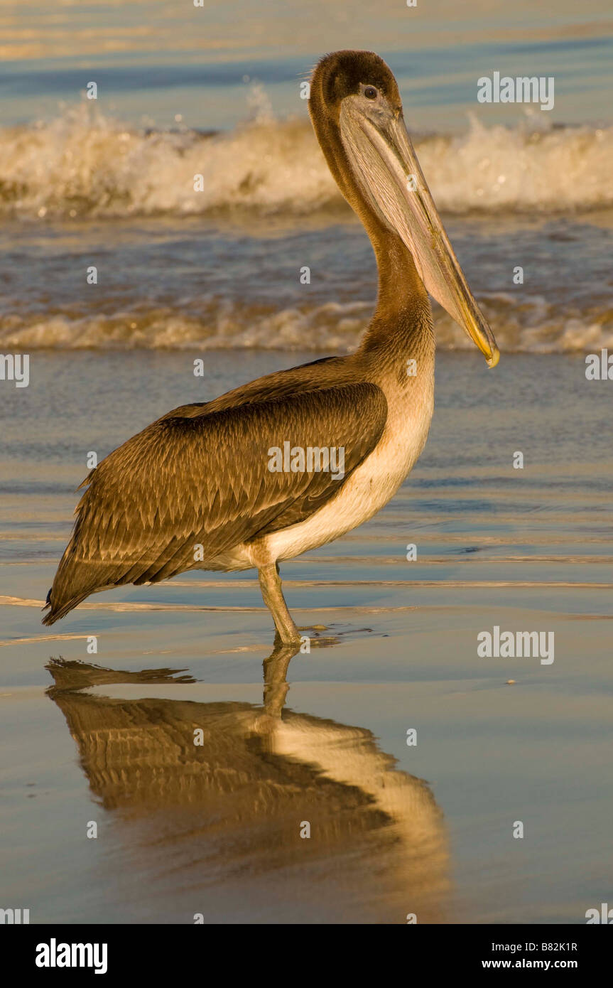Mexiko SINOLA Zustand MAZATLAN Birds Eye Ansicht der braune Pelikan am Strand. Stockfoto