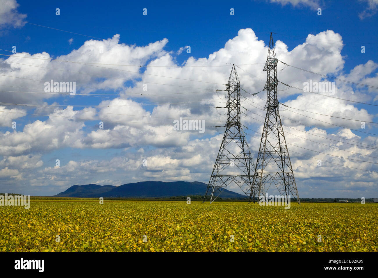 Hydro-Tower über ein Soja-Bohne-Feld Stockfoto