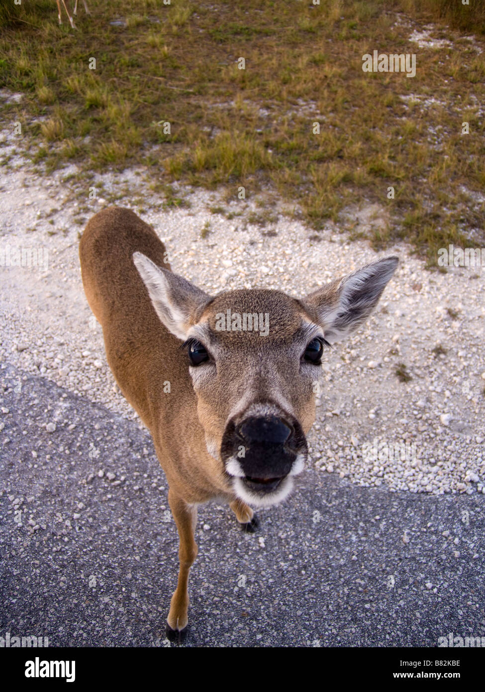 Wichtigsten Hirsch National Key Deer Refuge Florida Keys Florida gefährdet Stockfoto