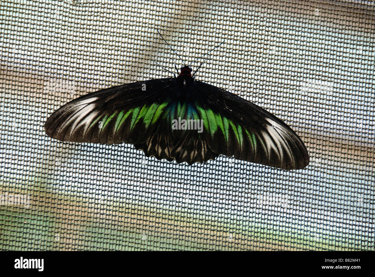 Weiblich-Rajah Brookes Birdwing Schmetterling, Trogonoptera Brookiana Brookiana, auf ein Sieb Stockfoto