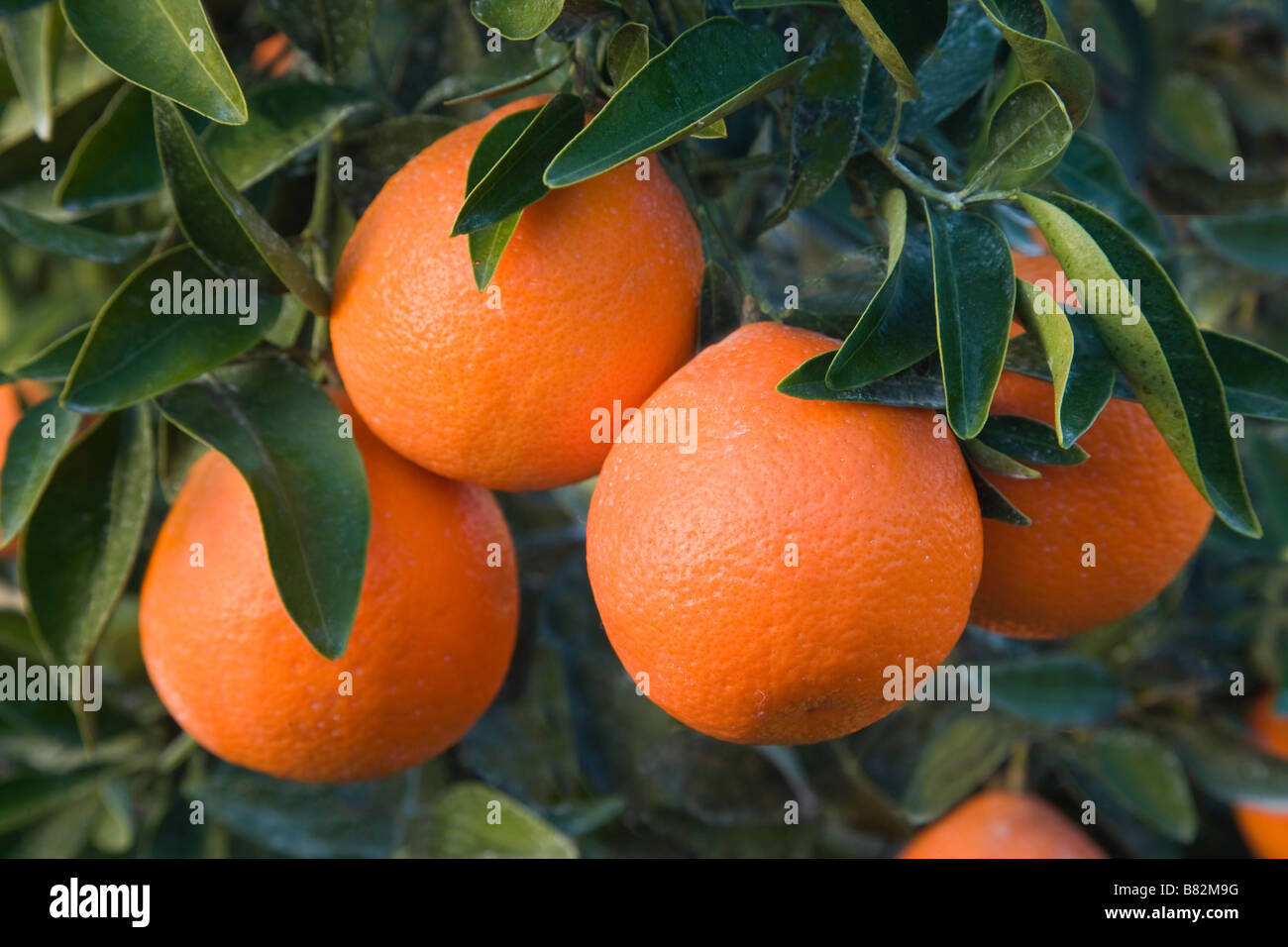 Reife Mineola Satsuma Frucht auf Ast. Stockfoto