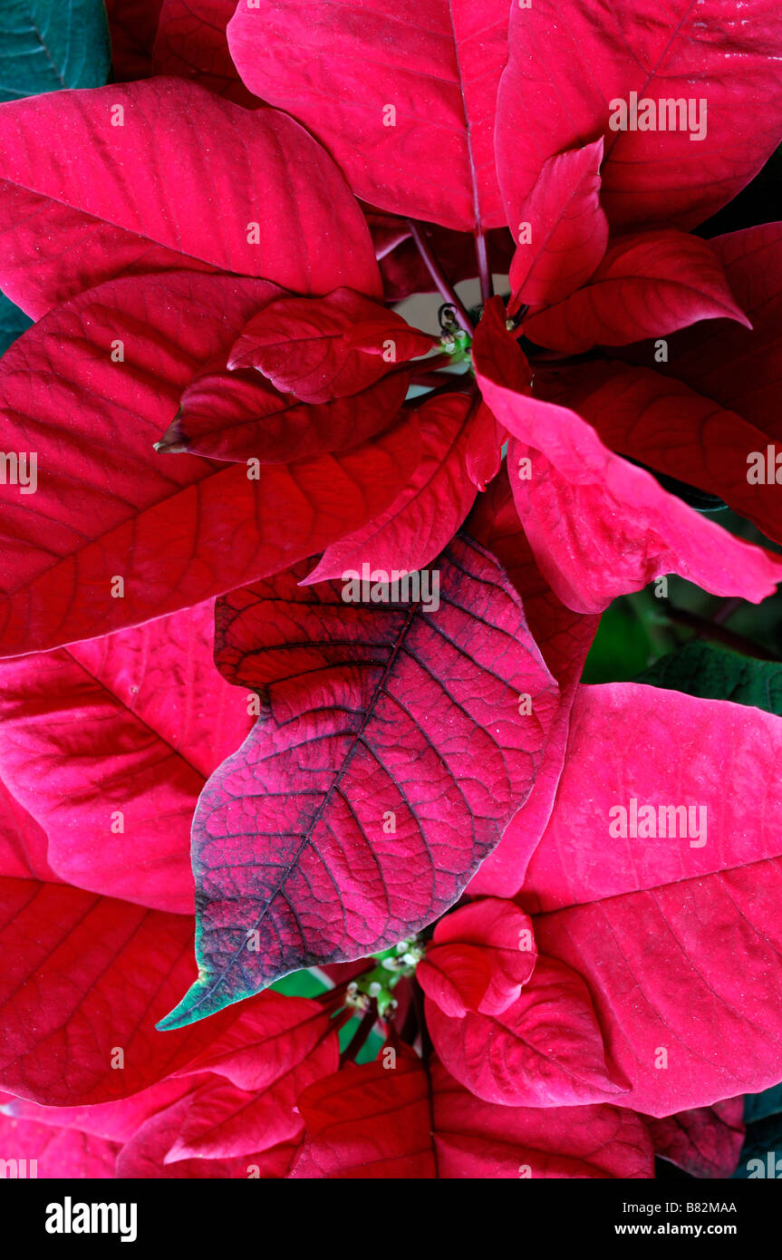 Pflanzen Weihnachten Euphorbia Pulcherrima Weihnachtsstern rot gefrbten  Farbe Stockfotografie - Alamy