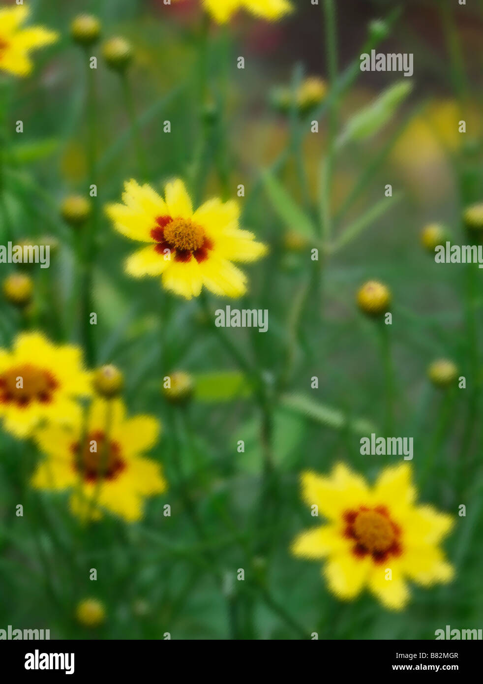 Gelbe Coriopsis grandiflora Blumen in der Landschaft von Oklahoma, USA gefunden. Stockfoto