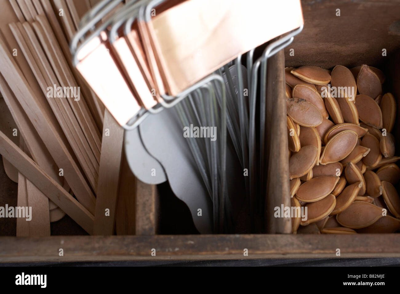 Getrocknete Kürbiskerne in der Pflanzung Tablett mit Pflanzen-Etiketten Stockfoto