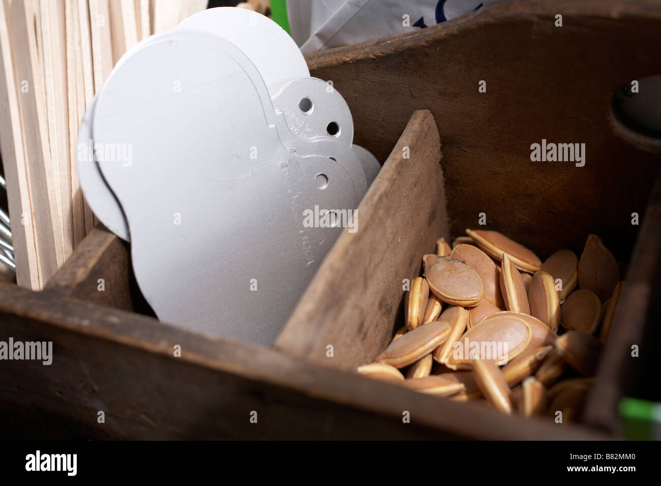 Getrocknete Kürbiskerne in der Pflanzung Tablett mit Pflanzen-Etiketten Stockfoto