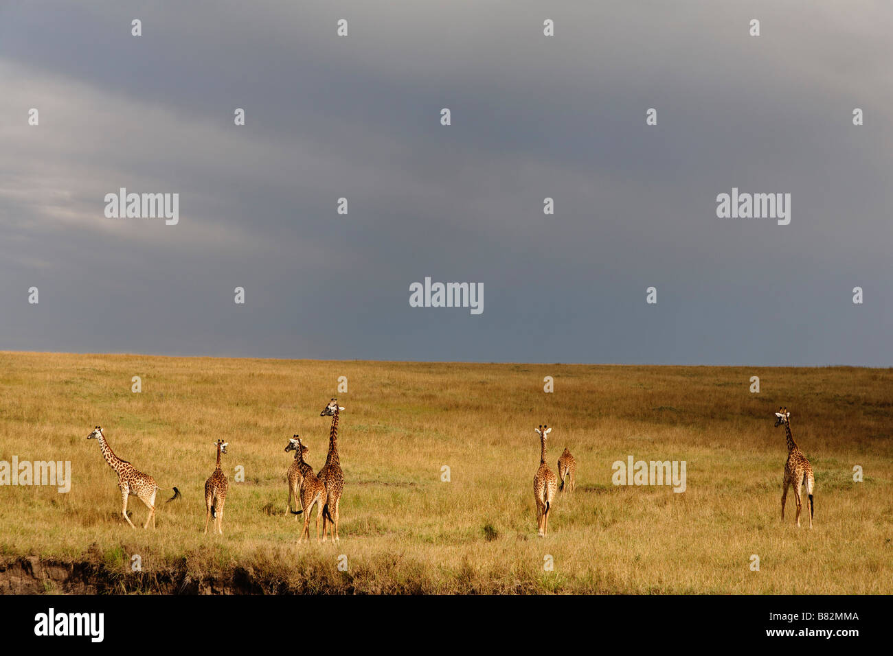 Giraffen versammeln sich auf den weiten Ebenen der Serengeti in Serengeti Nationalpark, Tansania. Stockfoto