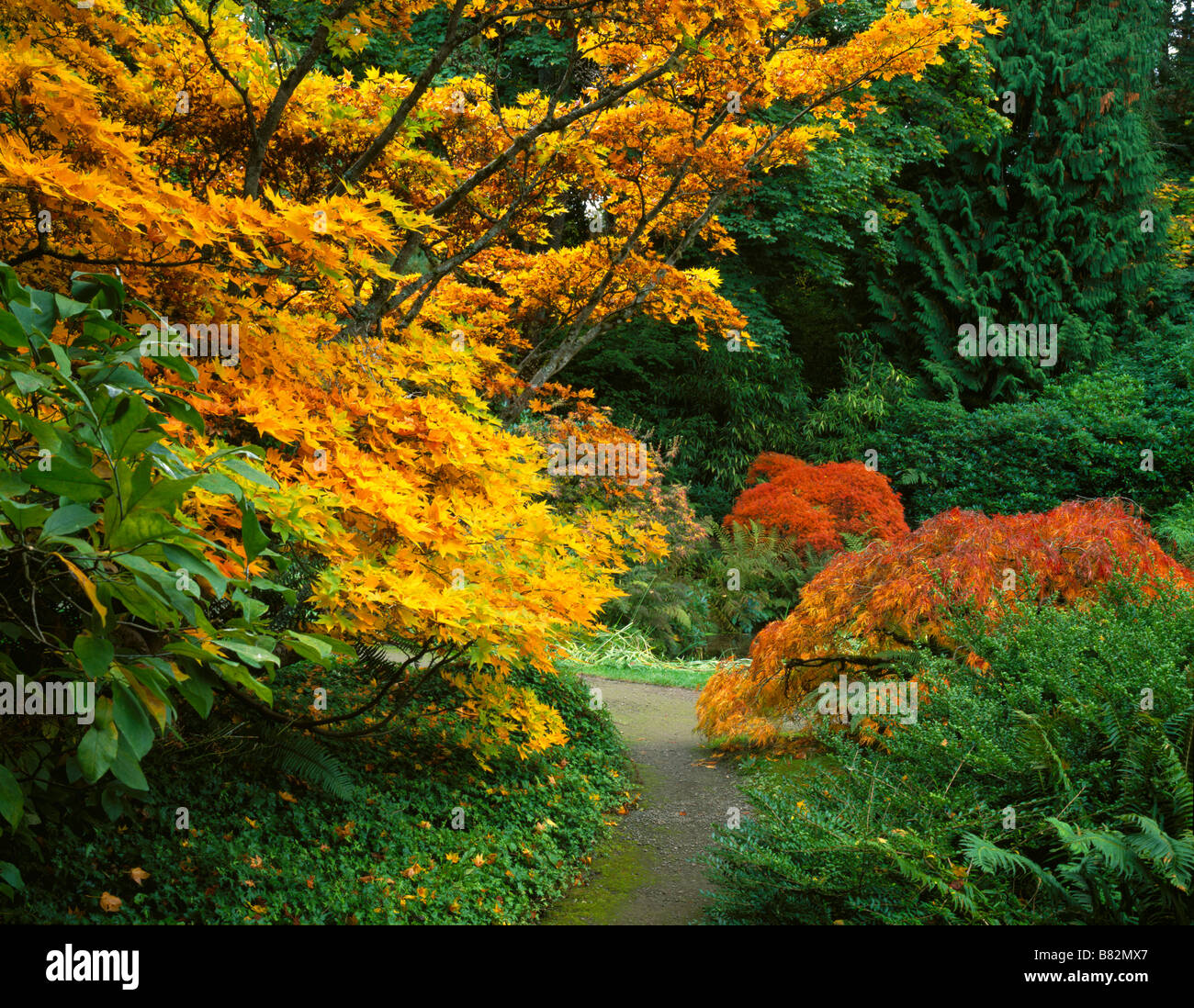Kubota Garten Seattle Ackermann verschiedene japanische Ahorne in brillanter Herbst Farben Grenze einen einsamen Weg im Garten Stockfoto