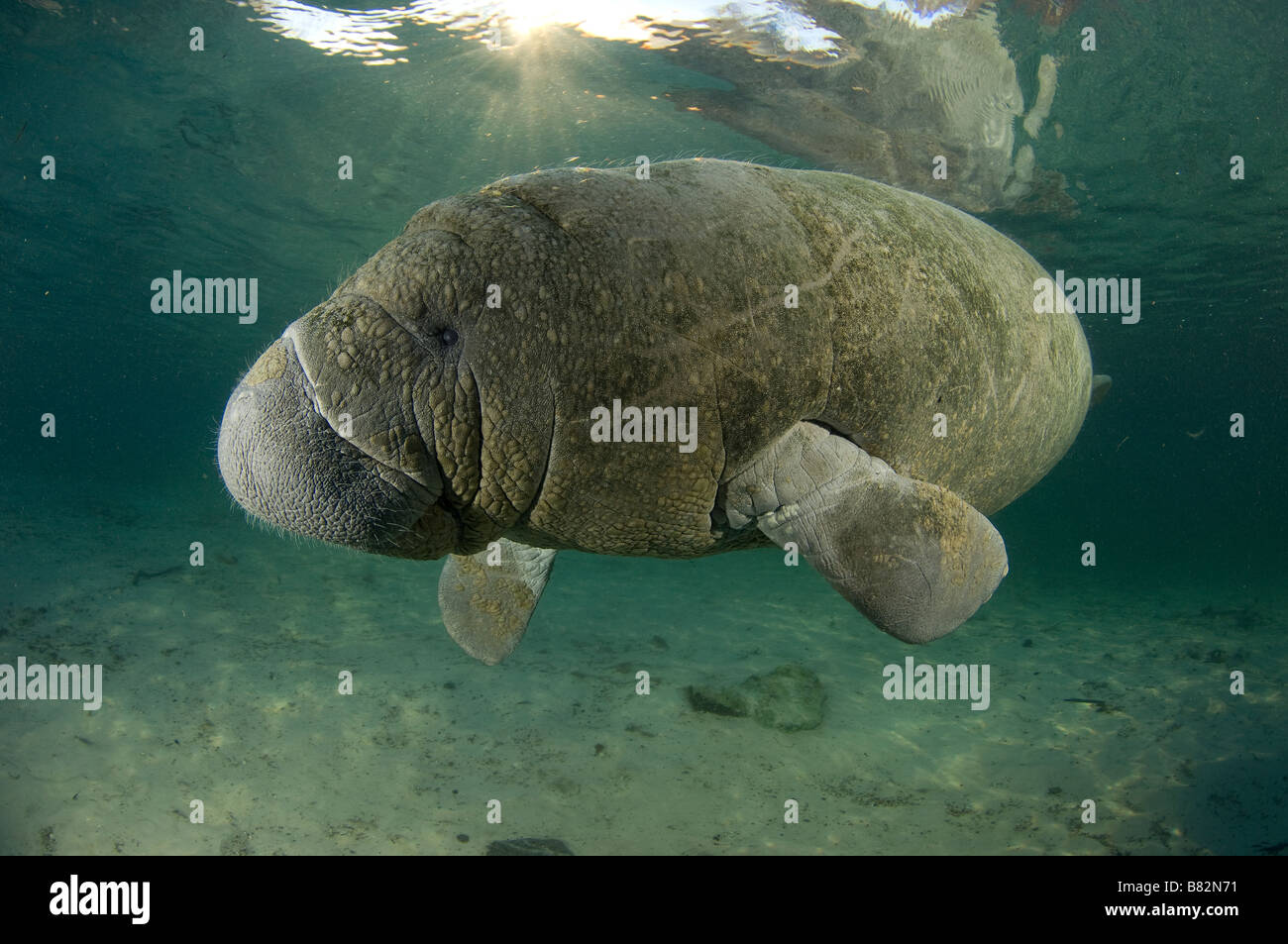 West Indian Manatee Trichechus Manatus Latirostris Florida Stockfoto