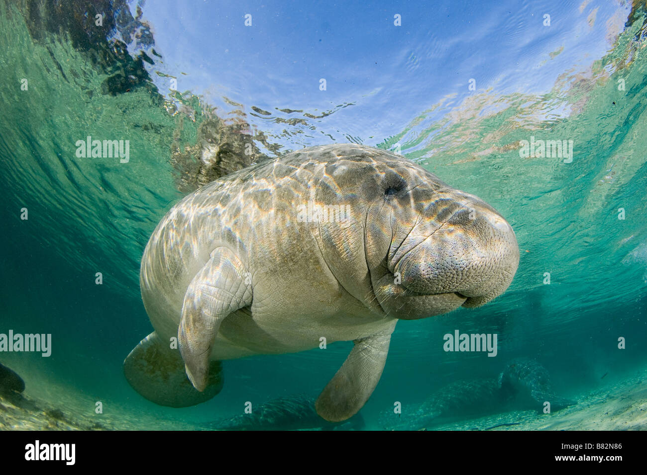 West Indian Manatee Trichechus Manatus Latirostris Florida Stockfoto