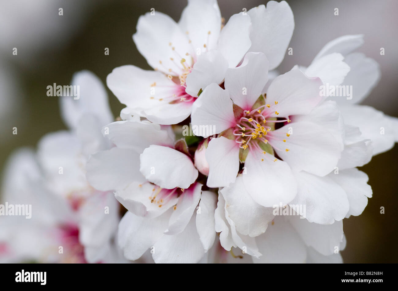 Neue Mandelblüten Stockfoto