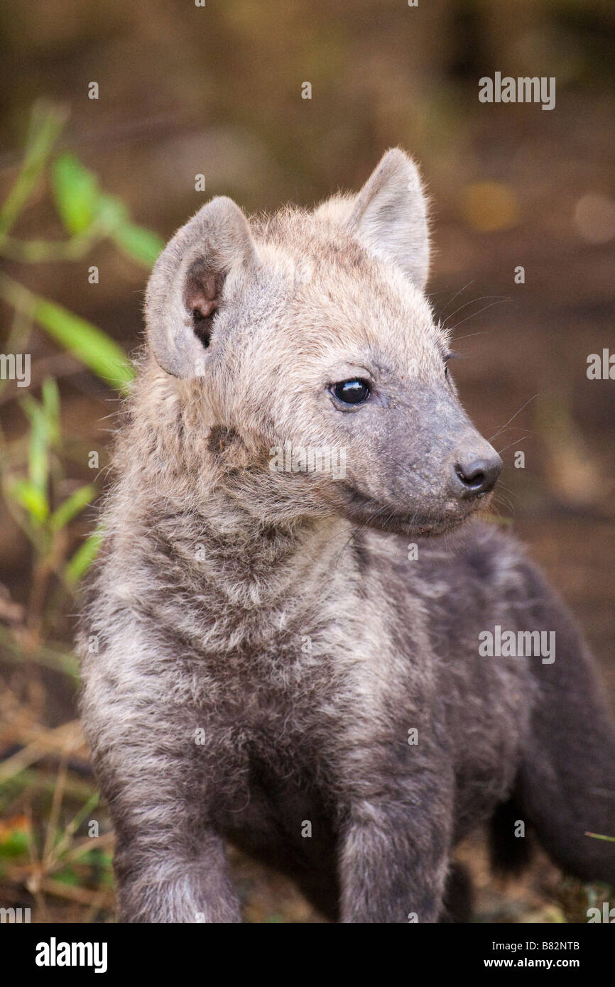 Baby Hyäne cub Stockfoto
