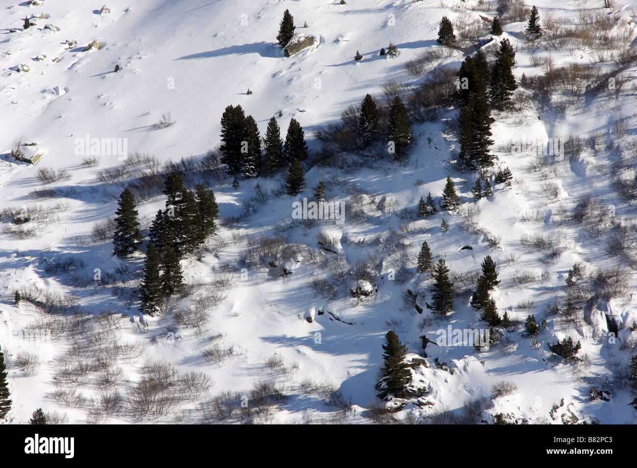Schneebedeckten Berghang und Bäume in den Alpen Stockfoto