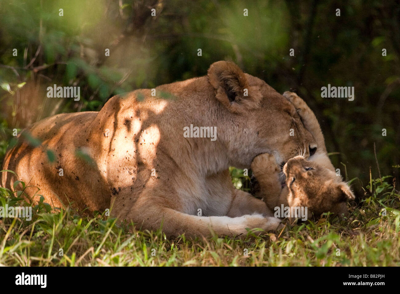 Löwenjunges spielt mit Mutter Stockfoto