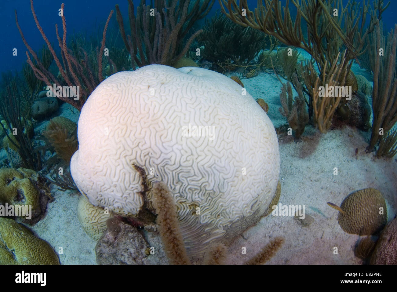 Gebleichte Hirnkoralle Venezuela, Los Roques, Unterwasser, tote Korallen, Wärme, Ozean, Meer, Katastrophe. Stockfoto