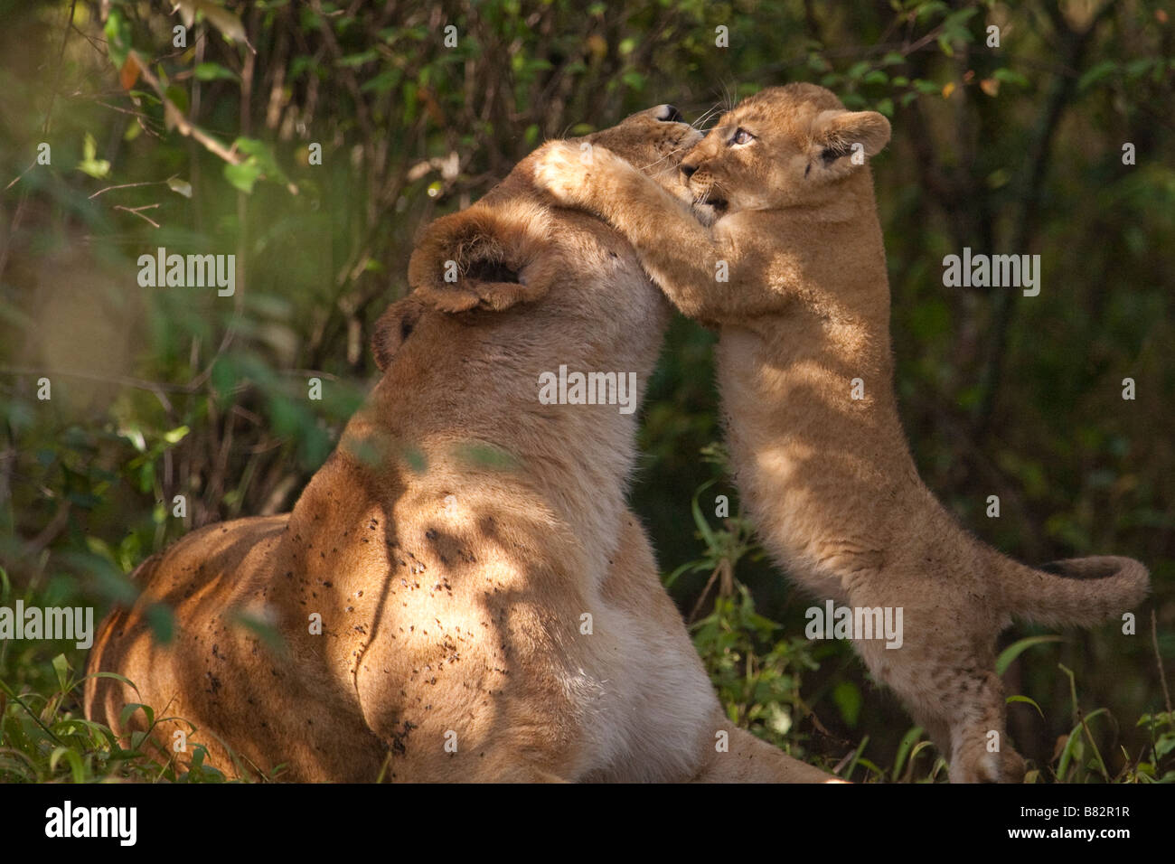 Junge Löwenjunges spielen Peek-a-boo mit es ist Mama Stockfoto