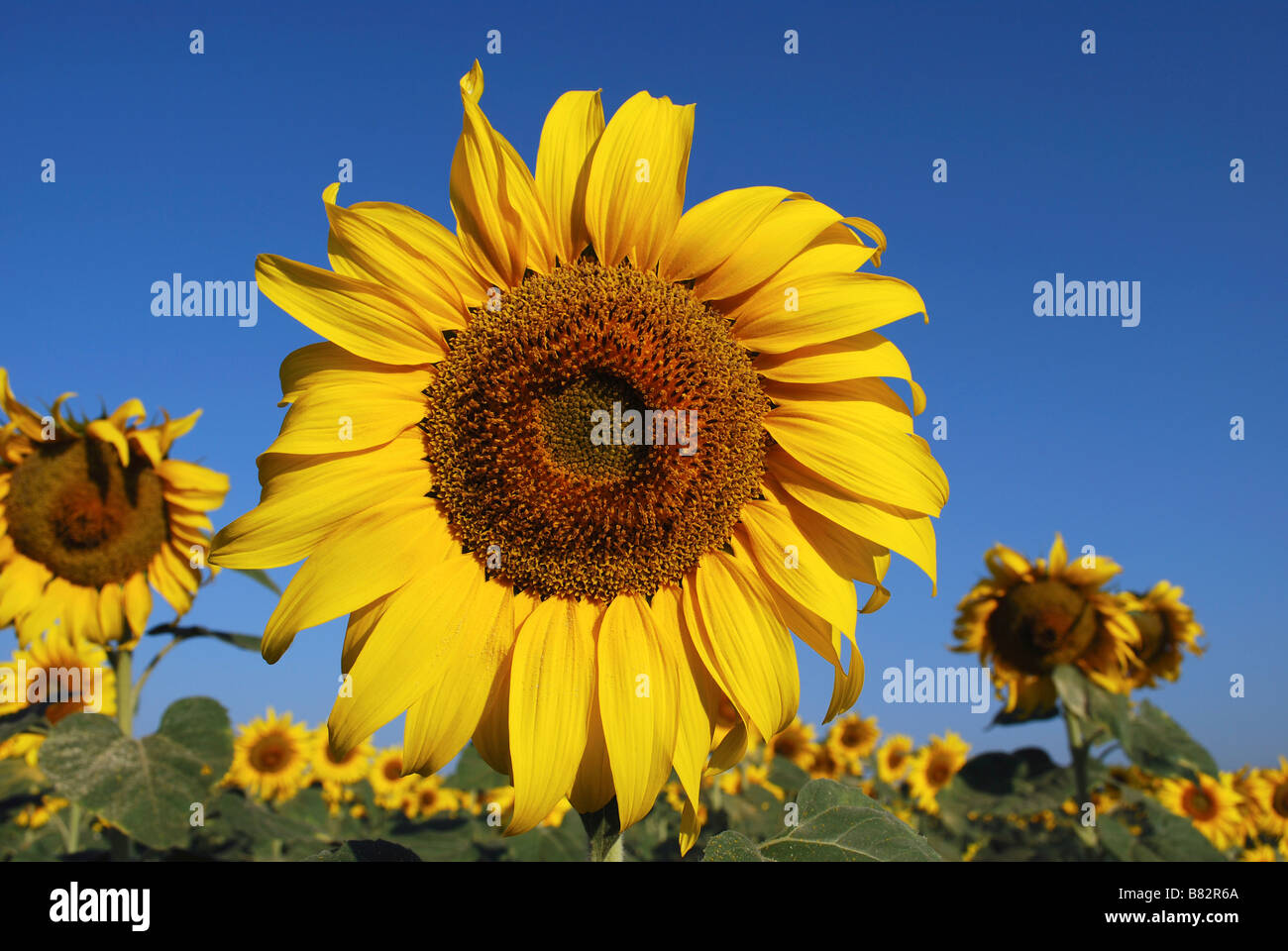 Nahaufnahme der Sonnenblume, Sillod, Maharashtra, Indien. Stockfoto