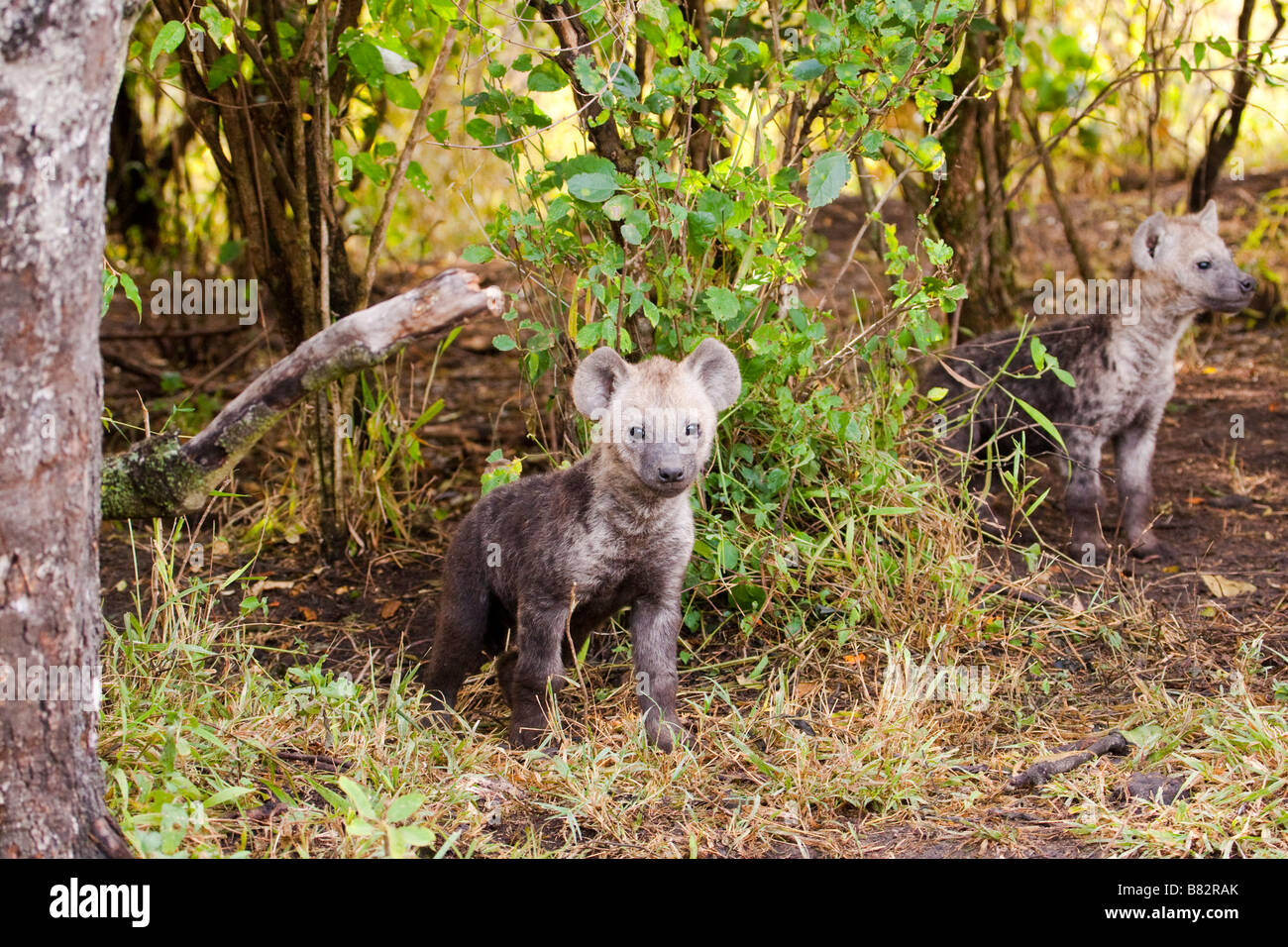 Baby Hyäne Jungtiere in den Büschen Stockfoto