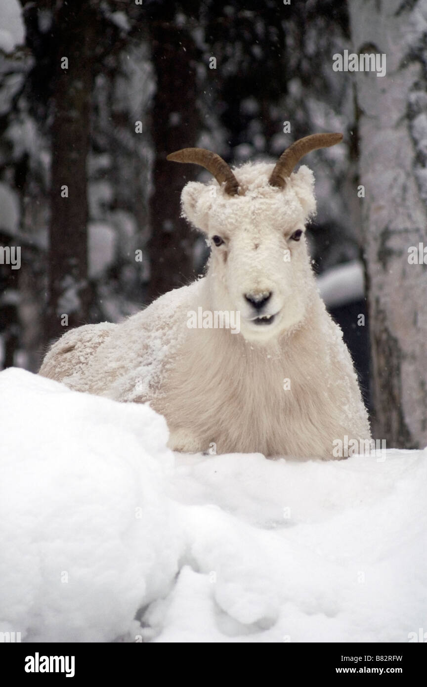 Dallschafe hoch auf einem Bergrücken im Schnee bedeckt Forrest in der Nähe von Turnagain Arm Alaska Stockfoto