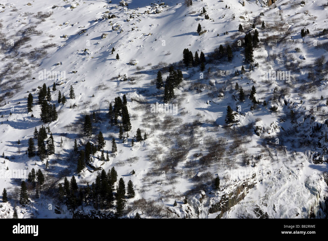 Schneebedeckte Tannen in den Hang eines Berges im Schnee in den Alpen bedeckt Stockfoto