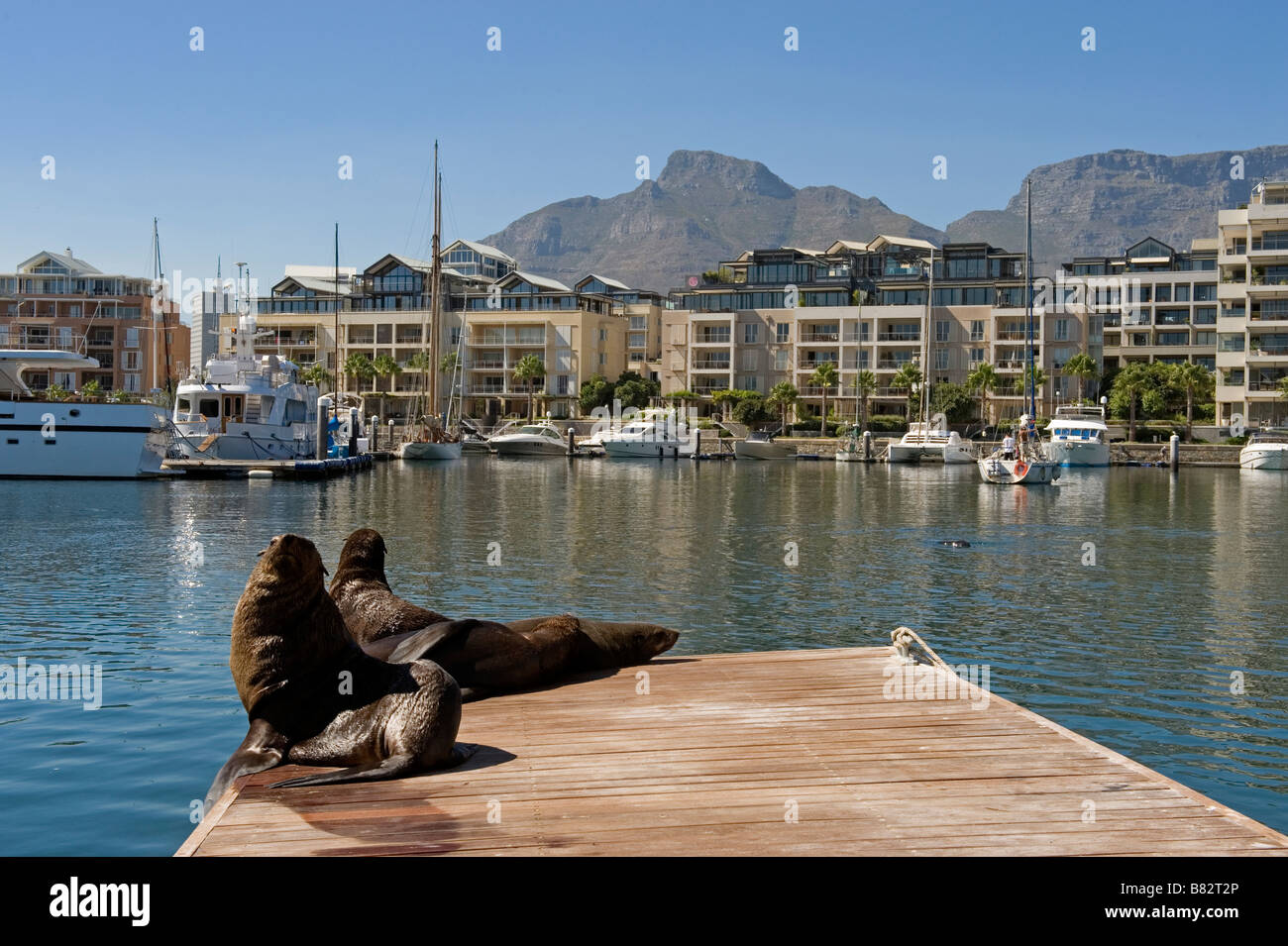 Kap-Seebären (Arctocephalus percivali) Victoria and Alfred Waterfront Kapstadt Südafrika Stockfoto