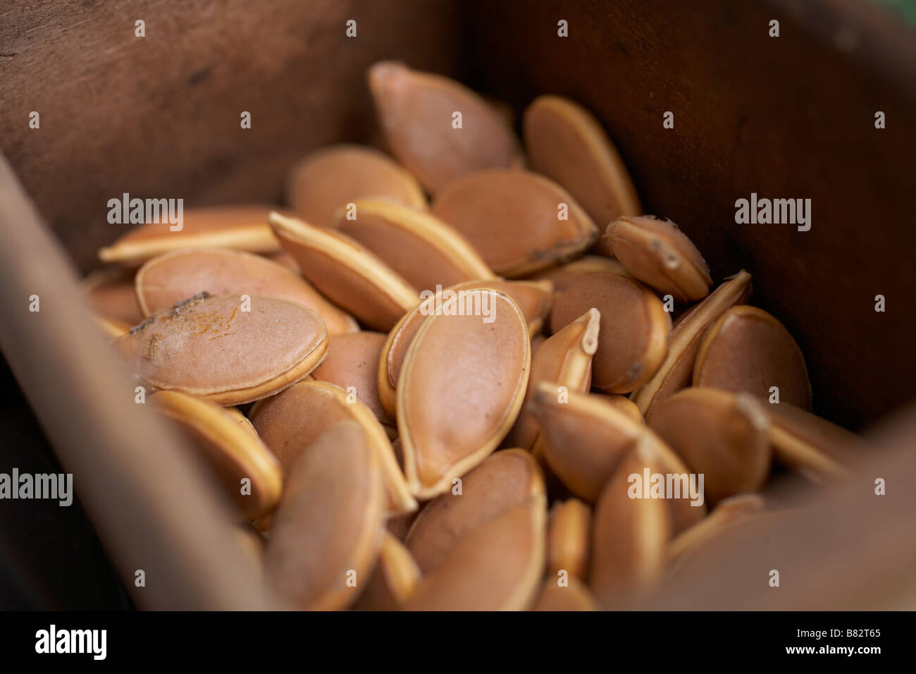 Getrocknete Kürbiskerne in der Pflanzung Tablett Stockfoto