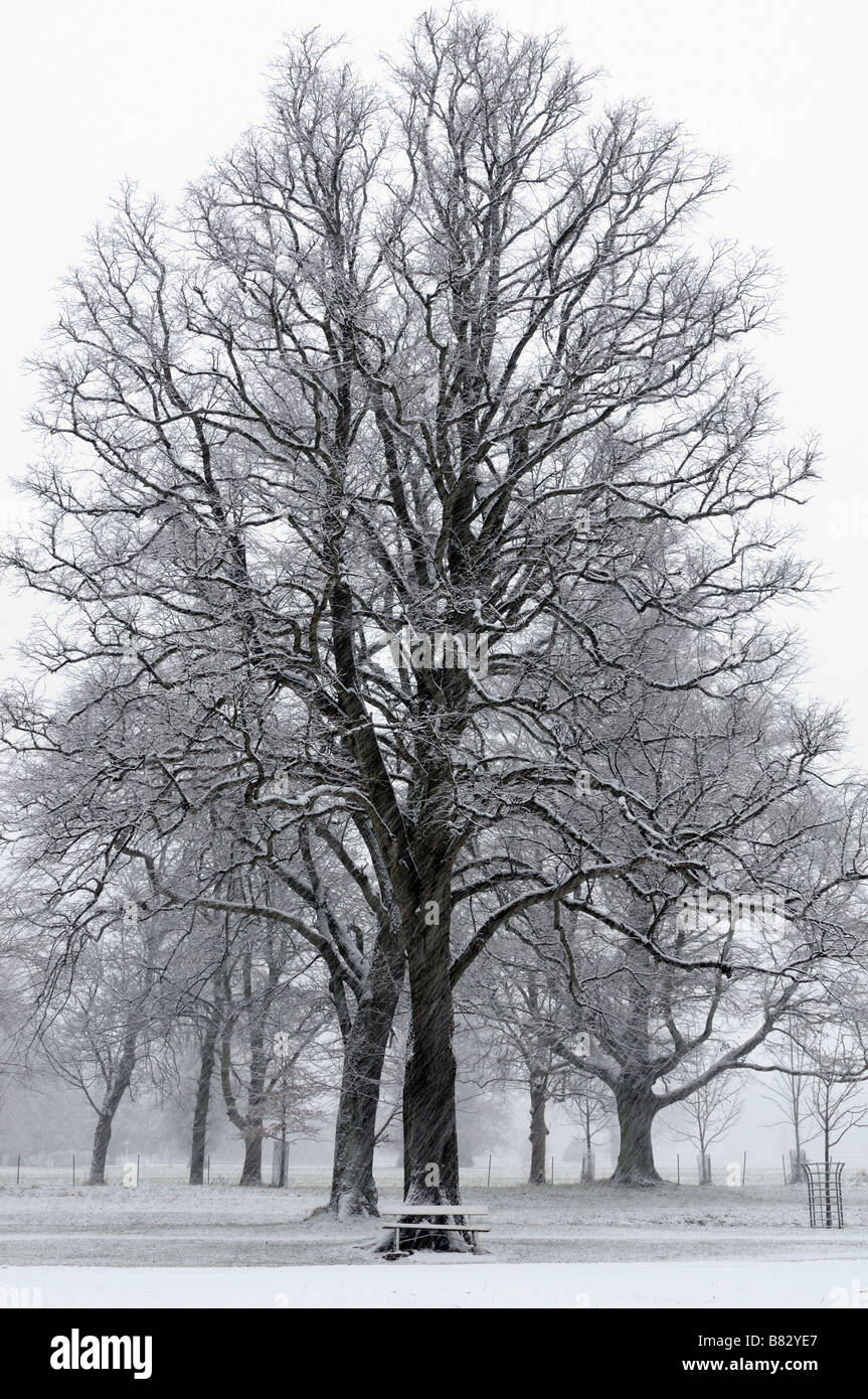 Phoenix park Dublin Weihnachten Schnee Wetter Baum Sitzbank Sitz Winter Wunderland Schneesturm Wetter ruhig ruhig Frieden ruhigen Szenen Stockfoto