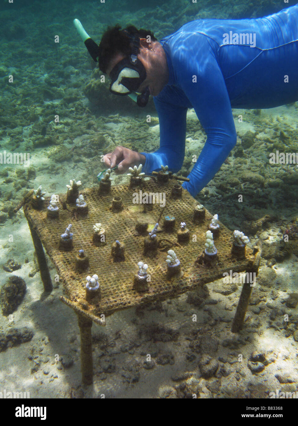 Korallen Vermehrung durch Stecklinge Stockfoto